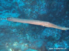 Aulostomus strigosus (Ostatlantischer Trompetenfisch)